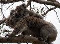 1027-1437 Koalas (1050829)